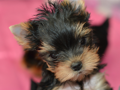 Yorkie Puppies For Sale by best Yorkie breeder